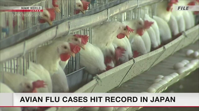 В Японии отмечается рекордное число случаев птичьего гриппа