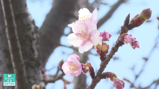 В этом году сакура в Японии зацветет раньше, чем обычно