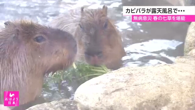 В городе Тояма капибары в зоопарке отведали сезонное угощение в ванне на свежем воздухе
