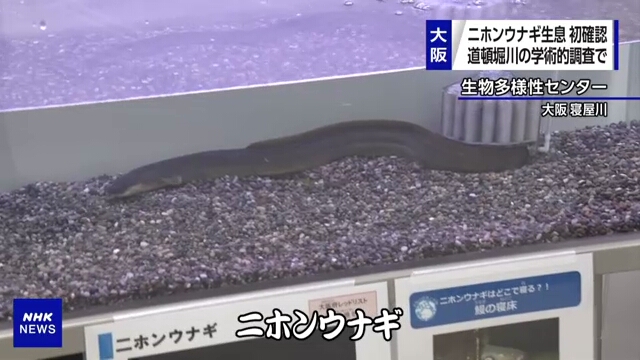 Обнаружено, что река в центре города Осака является местом обитания угрей