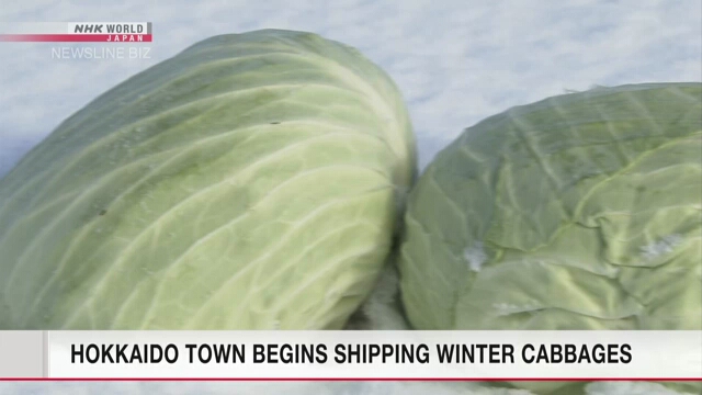 На одной из ферм на севере Японии собрали урожай зимней капусты