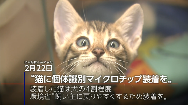 В Японии гораздо меньше чипированных домашних кошек, чем собак