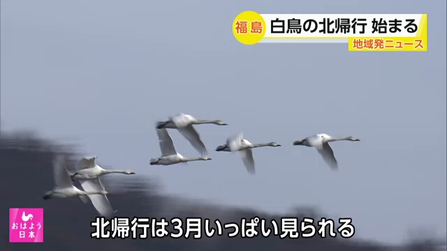 Белые лебеди, зимовавшие в Японии, начинают возвращаться в родные места