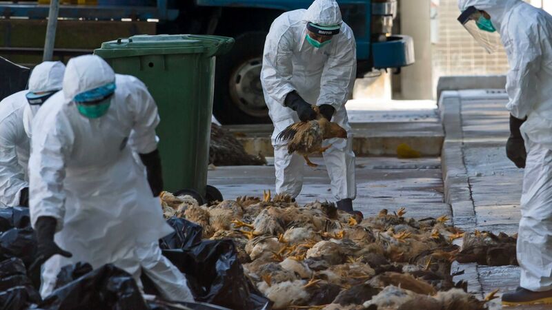 На севере Японии из-за вспышки птичьего гриппа производят массовую ликвидацию кур