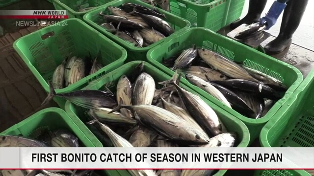 В порт в западной части Японии доставили первый улов тунца бонито в этом сезоне