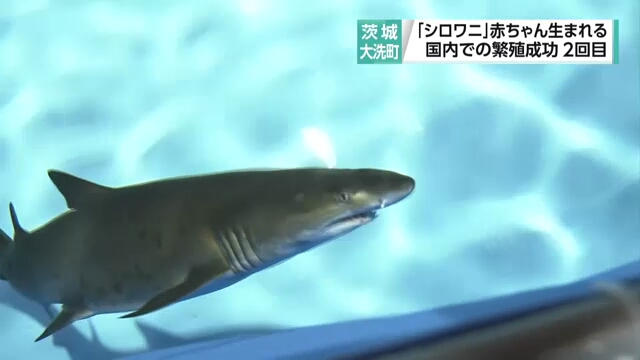 Песчаная тигровая акула в японском аквариуме родила детеныша