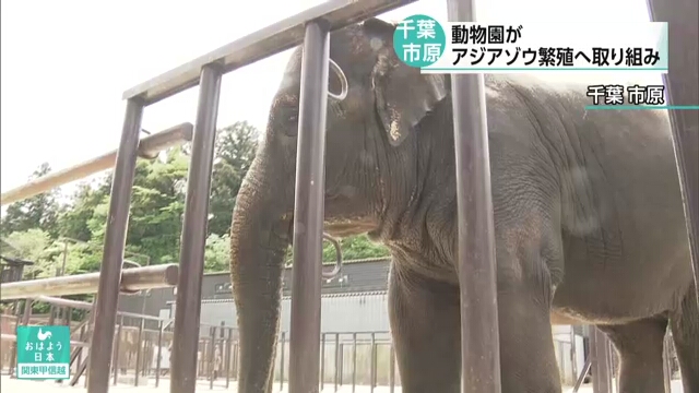 Японский зоопарк собирает деньги для размножения слонов