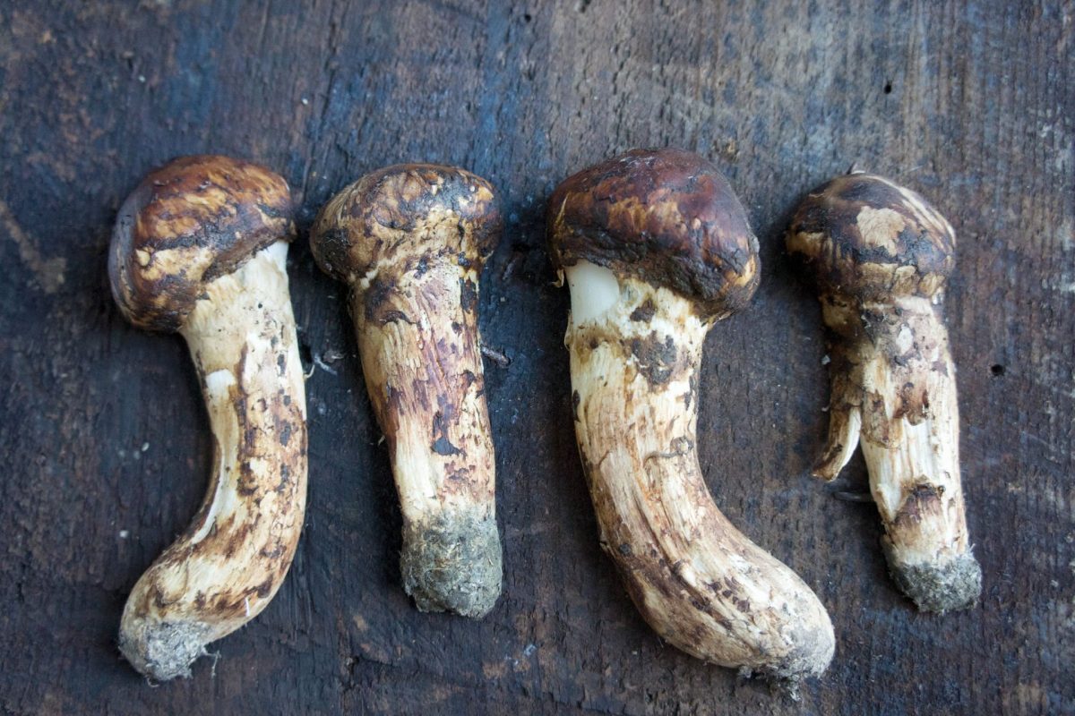 Японские исследователи полностью секвенировали геном грибов мацутакэ