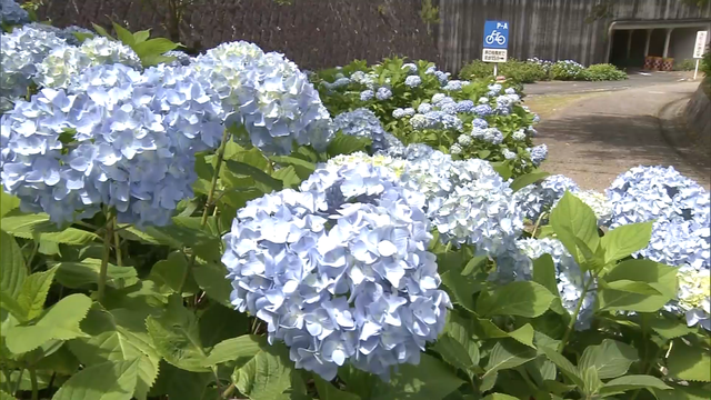 В парке в префектуре Кагава на западе Японии цветут гортензии, вестники дождливого сезона