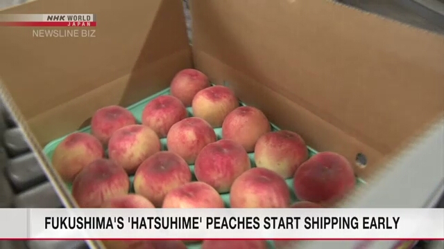 Фермеры в префектуре Фукусима приступили к отправке персиков раньше обычного