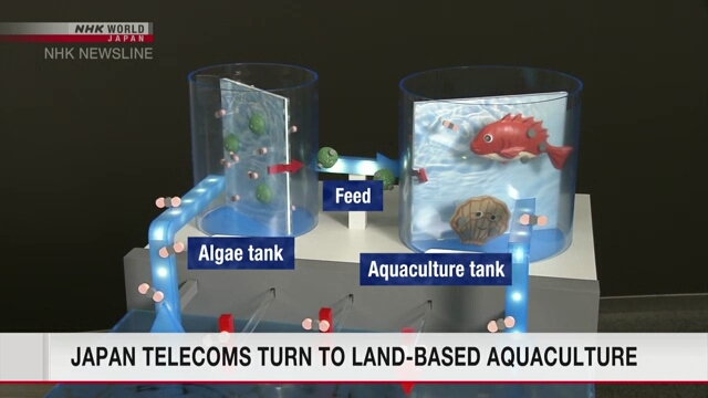 Японские телекоммуникационные фирмы обращаются к наземной аквакультуре