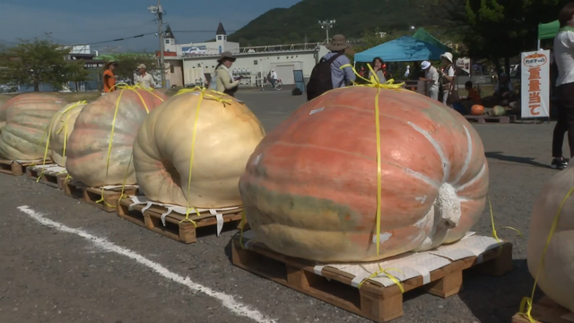 В западной Японии прошел конкурс гигантских тыкв