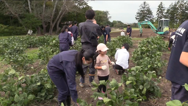 Воспитанники детского сада в префектуре Аомори собрали урожай «космических» бобов