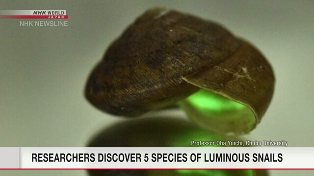 Японские и таиландские исследователи обнаружили пять видов светящихся наземных улиток