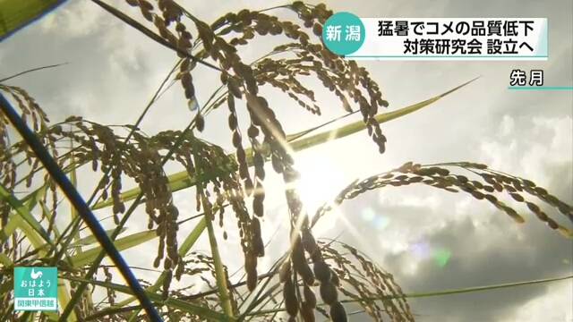 В префектуре Ниигата начинают исследование того, как экстремальная летняя жара негативно влияет на качество японского риса
