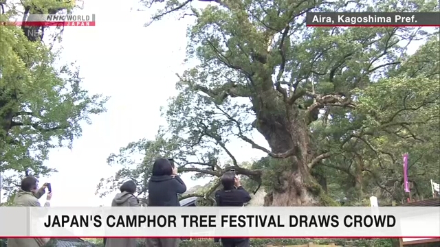 Фестиваль камфорного дерева собрал большое число людей на юго-западе Японии