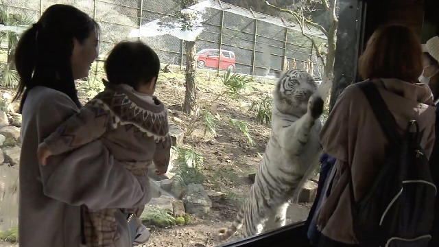Три сестры — белые тигрицы обрели новое место обитания в зоопарке на западе Японии