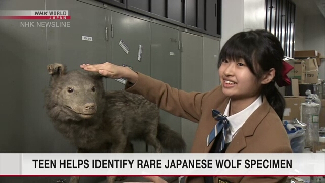 Школьница помогла идентифицировать шкуру японского волка