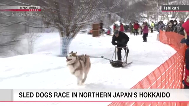 Собачьи упряжки пронеслись по снегу на Хоккайдо