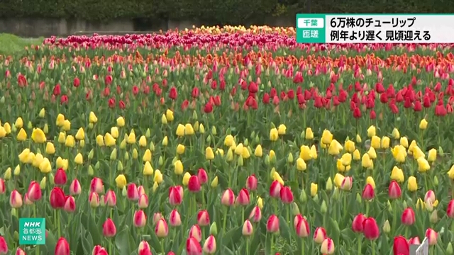 Около 60 тыс. тюльпанов привлекают посетителей в город Соса к востоку от Токио