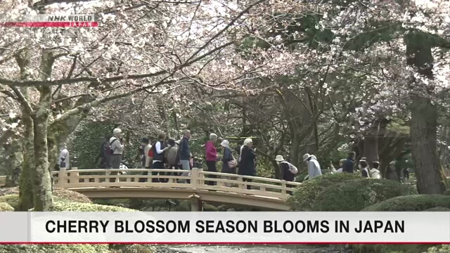 Сад Кэнрокуэн в городе Канадзава открыт для бесплатного посещения в период цветения сакуры