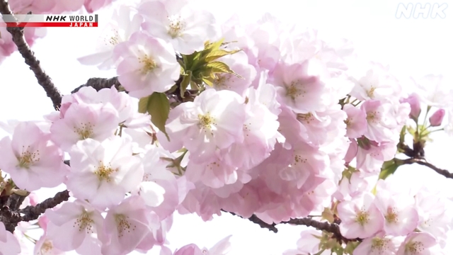 На Монетном дворе Японии в Осаке начинается любование цветущей сакурой