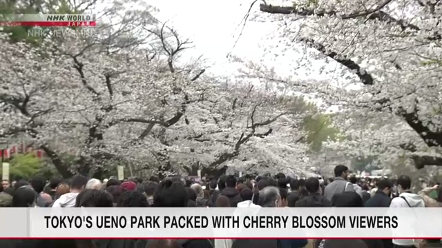 Токийский парк Уэно полон зрителей цветущей сакуры