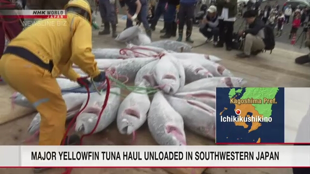 В порту Кагосима выгружено 30 тонн желтохвостого тунца