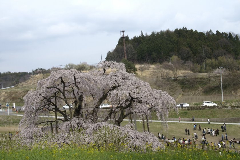 На северо-востоке Японии предстала во всей красе знаменитая «сакура-водопад»