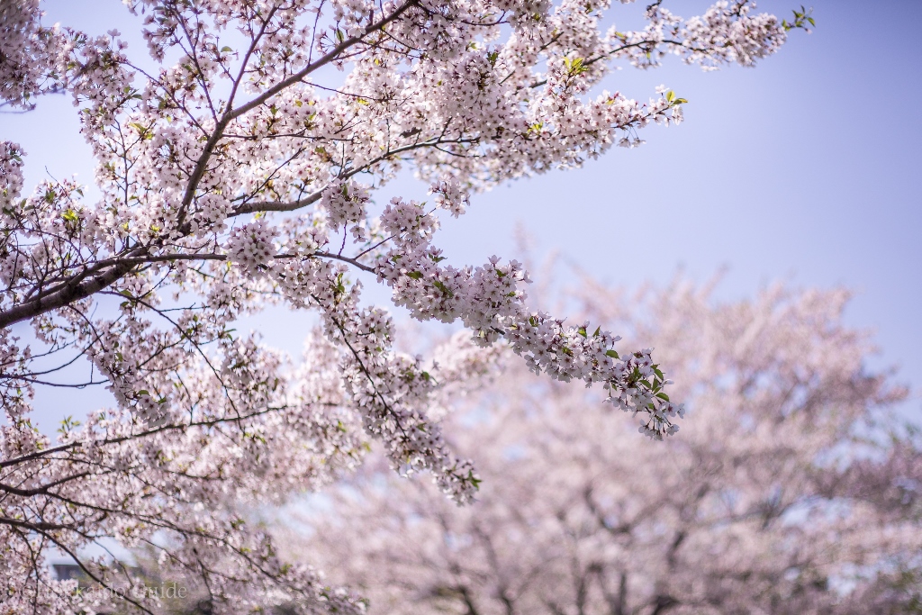 В городе Обихиро на севере Японии расцвела сакура