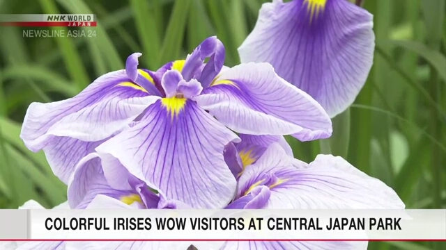 В одном из парков префектуры Ниигата в самом разгаре сезон цветения ирисов