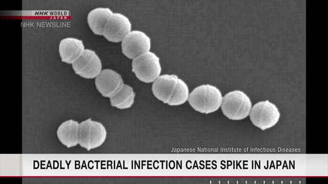 Число случаев синдрома стрептококкового токсического шока в Японии выросло до рекордного уровня