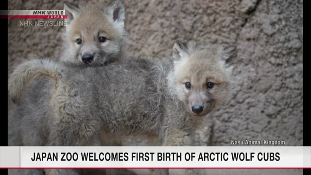 В японском зоопарке впервые родилась пара арктических волчат