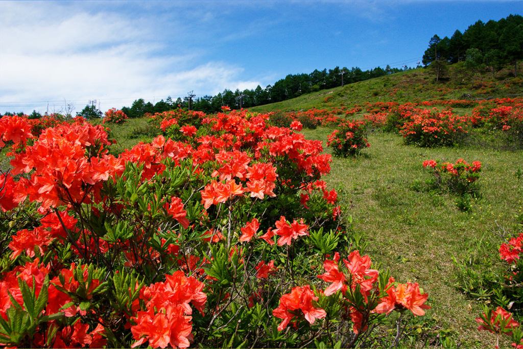 На японском высокогорье в полном цвету азалии