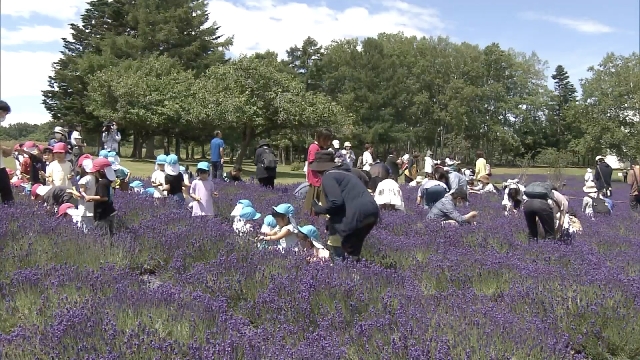 На Хоккайдо желающие могут пособирать цветущую лаванду