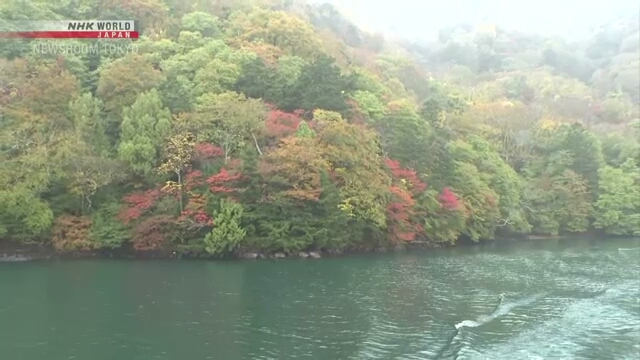 Осенняя листва в Окуникко достигла пика своей красоты