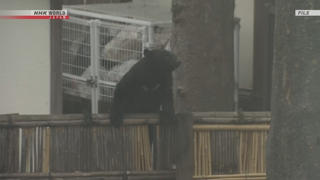 Персонал сухопутных Сил самообороны поможет властям в префектуре Акита отлавливать медведей