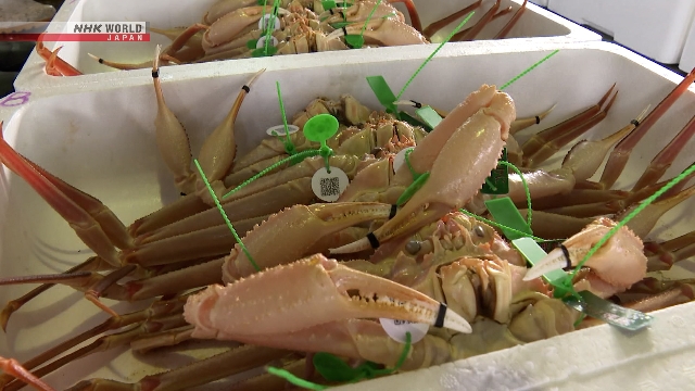 Первый в этом сезоне аукцион по продаже краба-стригуна состоялся в порту на побережье Японского моря