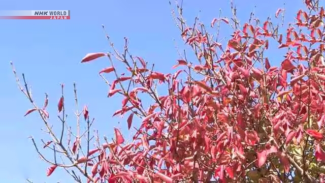 Осенняя листва на горе Мёкэндакэ в префектуре Нагасаки радует посетителей своей красотой