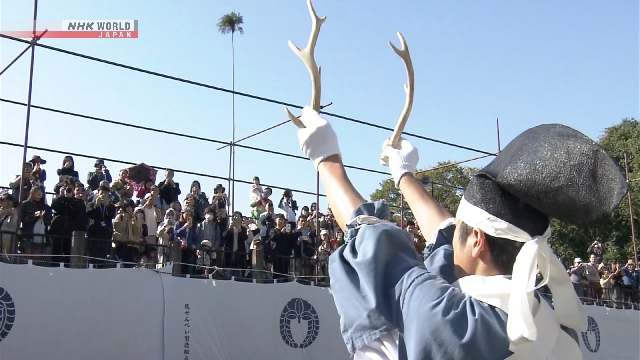 В Наре состоялось традиционное обрезание рогов оленям