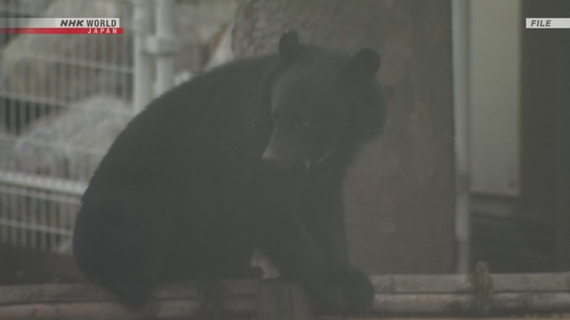 Число пострадавших от нападений медведей в Японии достигло рекорда
