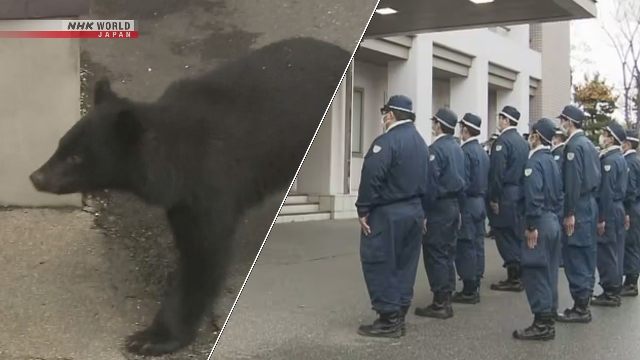 Полицейские с охотничьими ружьями готовы отстреливать медведей на северо-востоке Японии