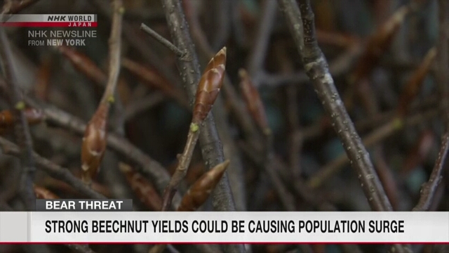 Частые хорошие урожаи буковых орехов могут стать причиной резкого роста популяции медведей в префектуре Акита