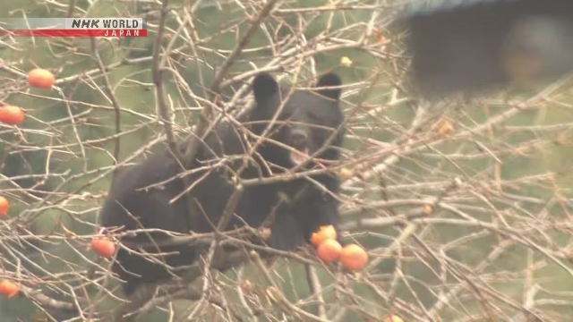 В жилом районе на северо-востоке Японии на дереве хурмы были обнаружены два медведя