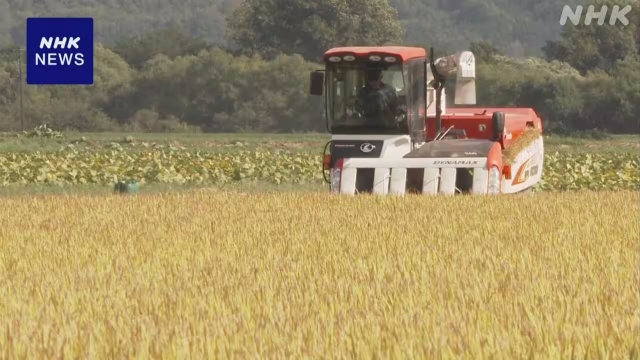Министерство прогнозирует рост урожая риса в Японии в этом году