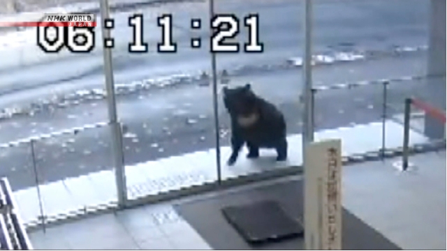 В Японии зафиксированы новые нападения медведей