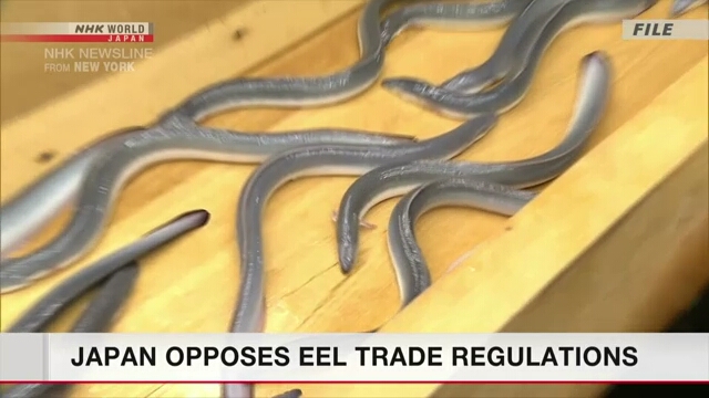 Регулирование популяции угря обсуждается на конференции CITES
