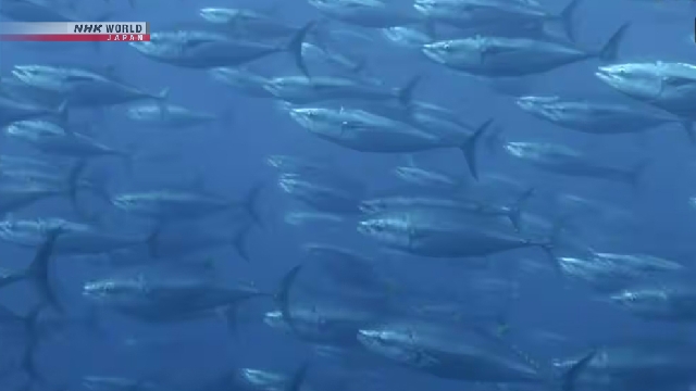 Квота на вылов атлантического голубого тунца будет увеличена