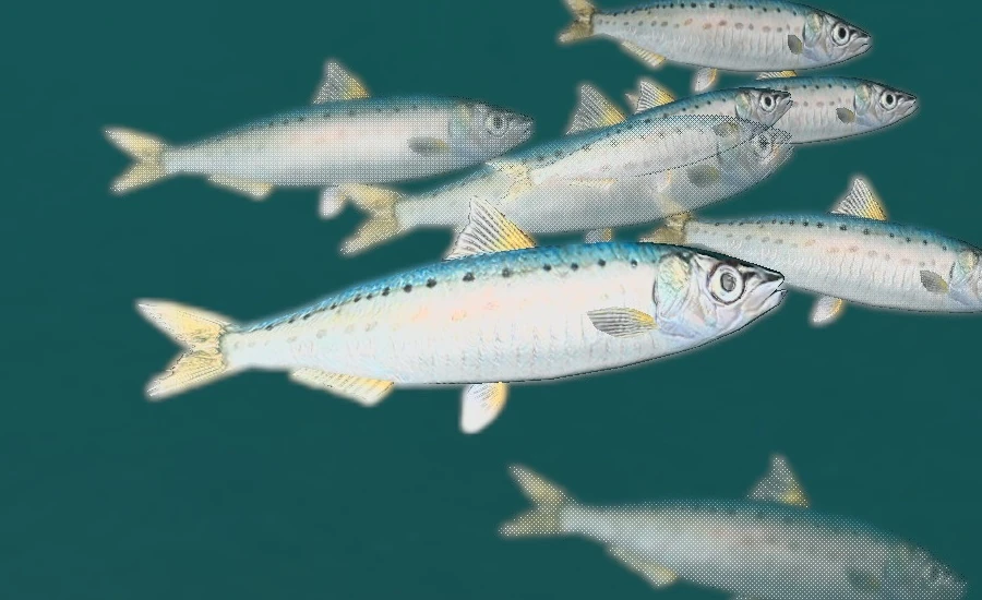 Рыбаки отправились за иваси в воды Японии