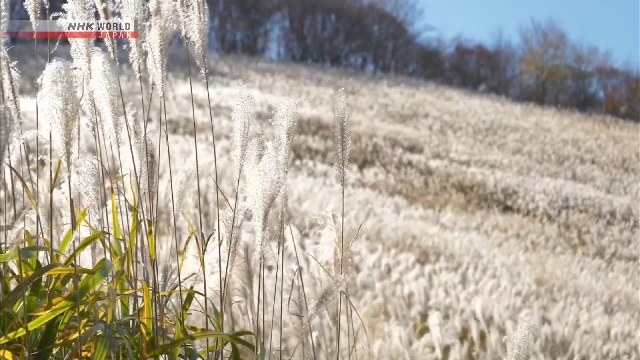 В западной Японии перед приходом зимы срезали пампасную траву